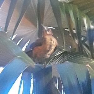 Meet your Posher, Rafaela